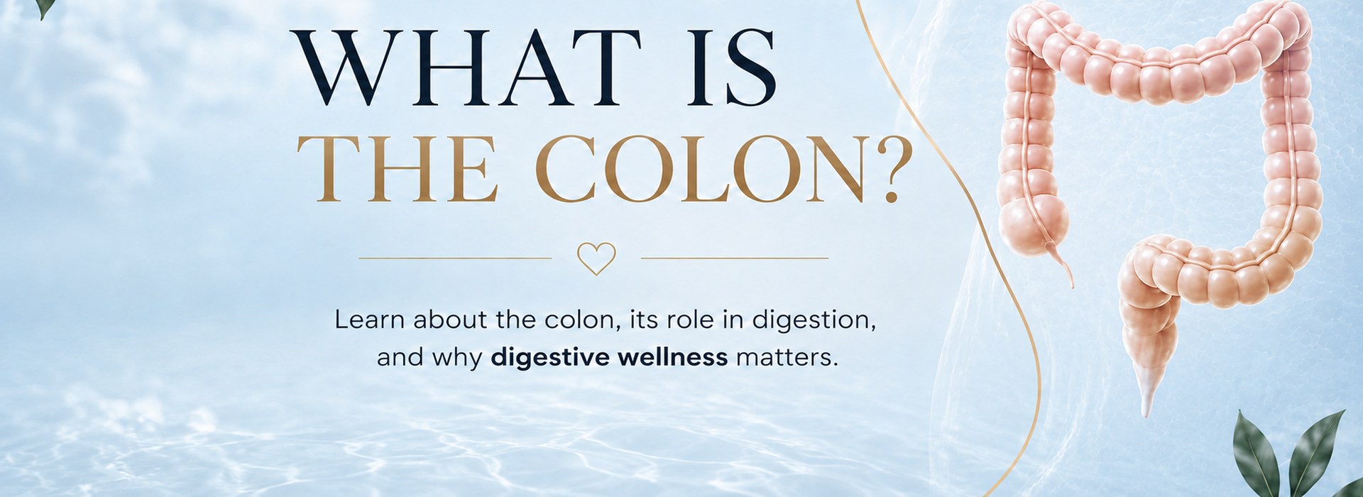 What is the colon? Learn about the colon, its role in digestion, and why digestive wellness matters.